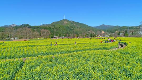 安宁市螳螂川油菜花海航拍