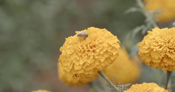 蜜蜂在万亩花海采摘万寿菊