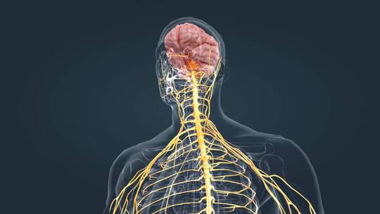 医疗中枢周围神经系统医学3D人体科学动画