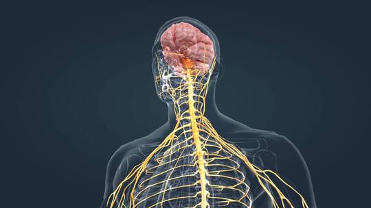 医疗中枢周围神经系统医学3D人体科学动画视频素材模板下载