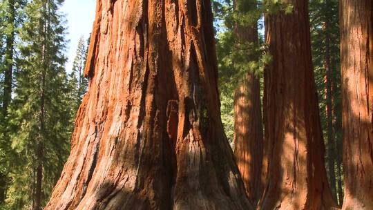 优胜美地国家公园的巨型红杉