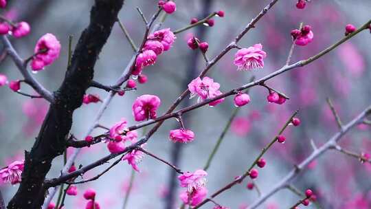 雪中梅花 雨中腊梅花 红色腊梅 0989