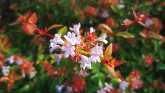 实拍 春天 盛开 鲜花 花朵 植物