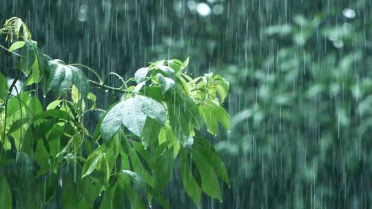 暴雨如注的夏天树叶，雨滴滴落慢镜头视频