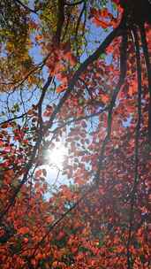 秋天霜降立秋重阳节红叶自然风景阳光
