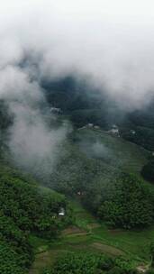 旅游景区湖南大围山国家森林公园雨雾竖屏