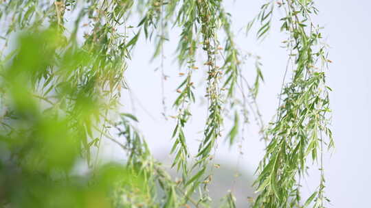 春天柳叶随风飘