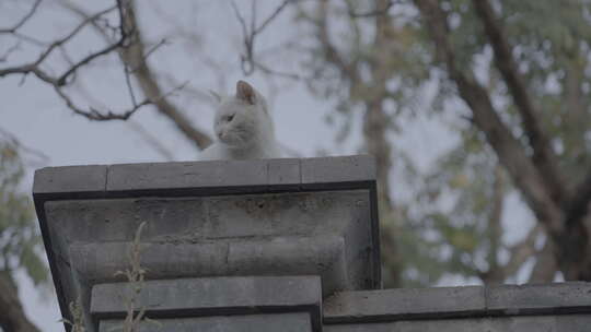 白色猫咪坐在石墩上