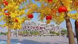 北京鸟巢秋天银杏高清在线视频素材下载