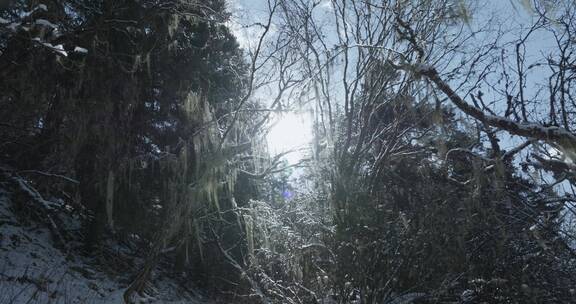 冬季毕棚沟原始森林美丽雪景