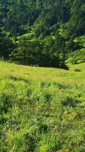 竖版航拍实拍湖北武汉神农顶5A景区