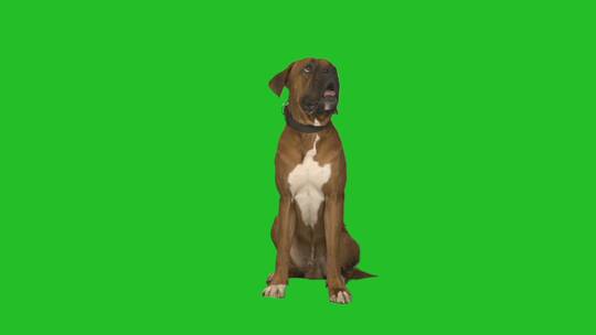 拳击手狗在绿色屏幕上给爪子
