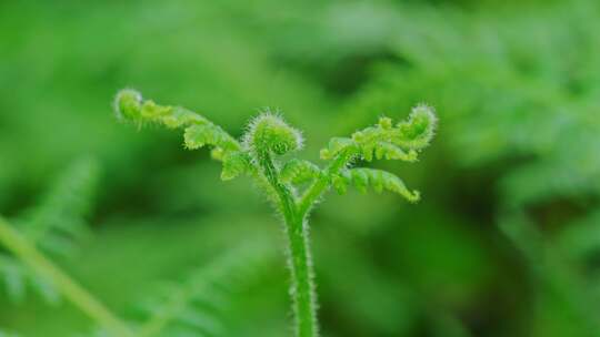 绿色植物蕨类植被