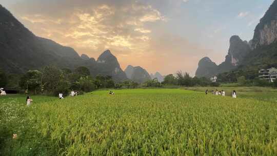 广西桂林阳朔山水风景麦田视频素材模板下载