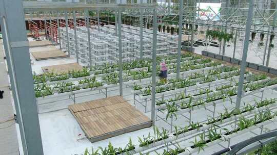 温室大棚内蔬菜种植场景