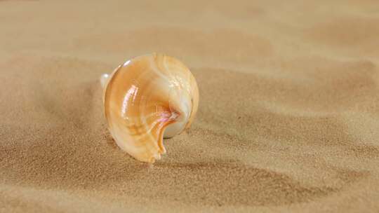 带沙的长海贝壳，旋转，特写