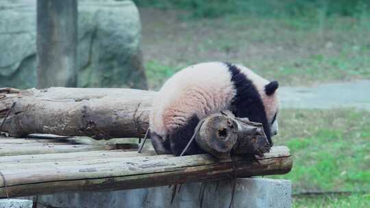 大熊猫幼崽宝宝