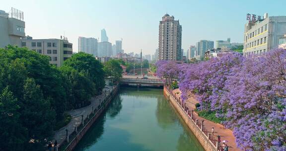 昆明蓝花楹航拍