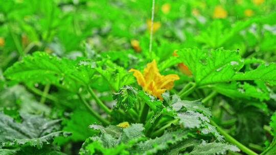 西藏日喀则白朗县蔬菜种植基地