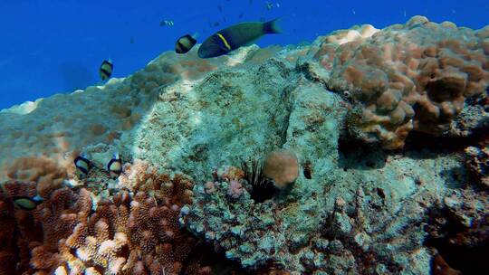 珊瑚礁鱼类水下摄影视频素材模板下载