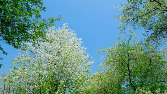 春天树林森林 仰拍树荫 豆梨花 阳光树林