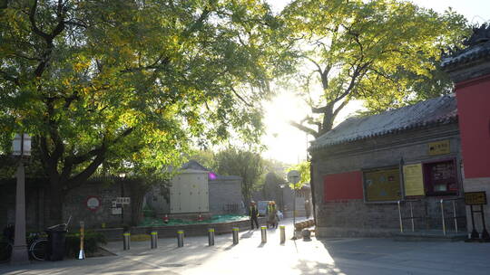 北京秋景秋色秋天大树树木黄叶视频素材模板下载