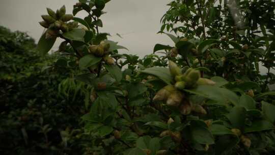 山茶树山茶果宣传片素材