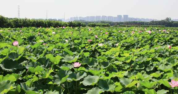 夏季苏州荷塘月色湿地公园荷塘荷花荷叶