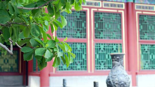 北京颐和园庭院内的古树