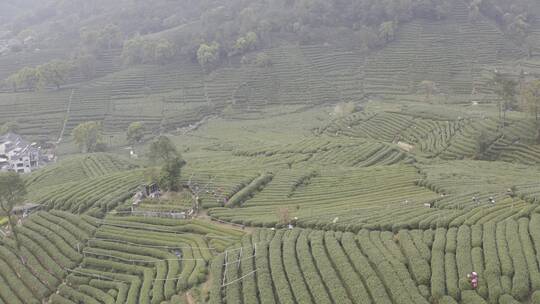 杭州西湖梅家坞茶园茶山