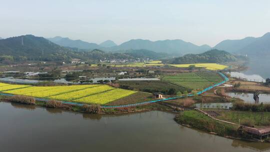 绍兴诸暨布谷湖风景区油菜花海风光