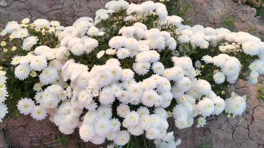白色小清新菊花