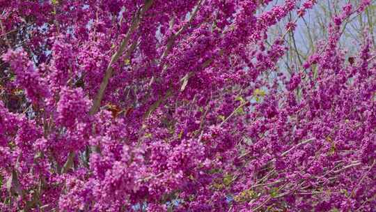 春天紫荆花盛开开花