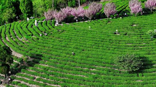 航拍安康市紫阳县半亩茶园