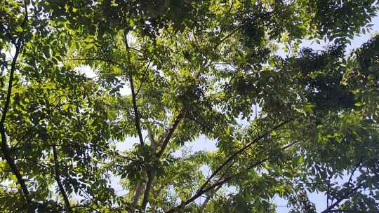 城市绿化参天大树蓝天下风吹树叶植物实拍