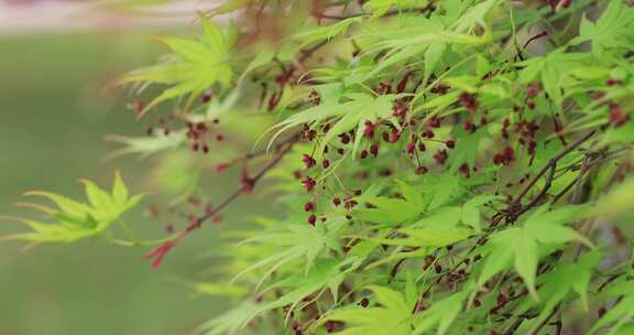 春天唯美枫叶嫩叶枫树开花枫树花