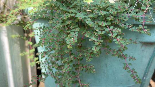 绿色野草植物特写镜头