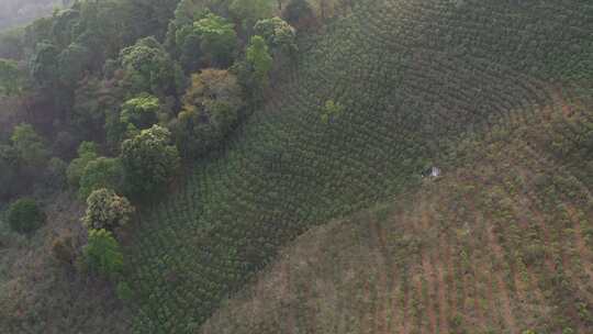 清晨茶山茶园茶树航拍