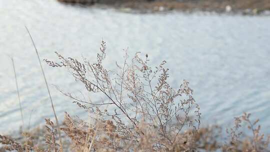 河边 植物 芦苇 户外 冬季