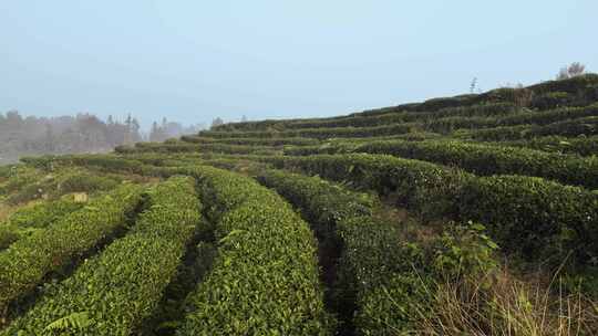 茶山茶叶