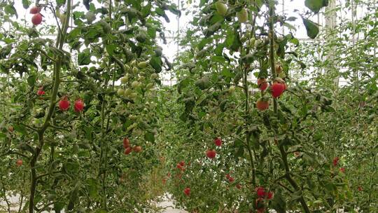 大棚蔬菜农业种植圣女果西红柿