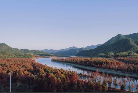 山林间河流与多彩树林风景，皖南落羽杉日落