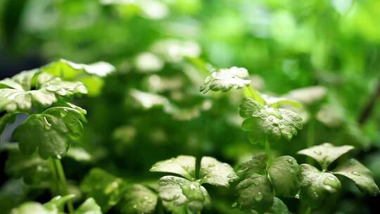 雨后萌芽生机盎然