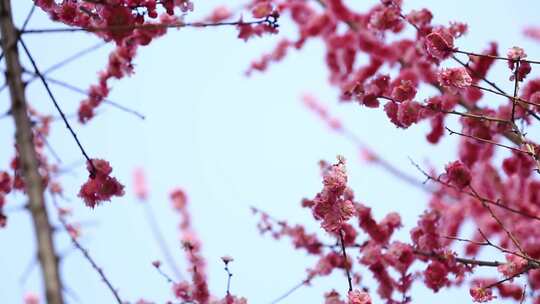 盛开的红梅花朵绽放