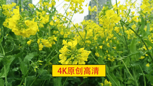 唯美油菜花，4k实拍