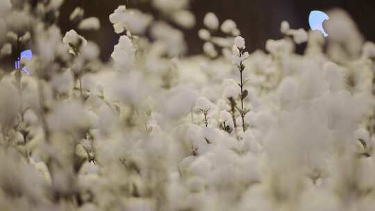 雪景唯美升格实拍