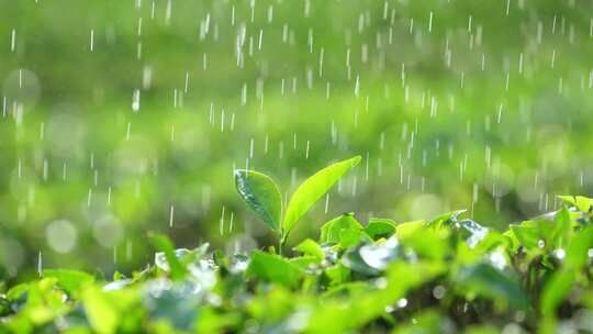 下雨天树叶雨水滴叶子茶树雨水雨滴茶叶特写