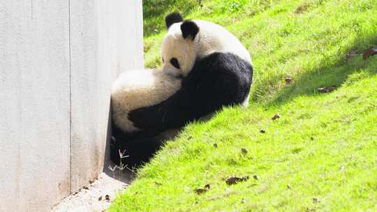 可爱的大熊猫母子抱在一起甜美时光亲子萌宠