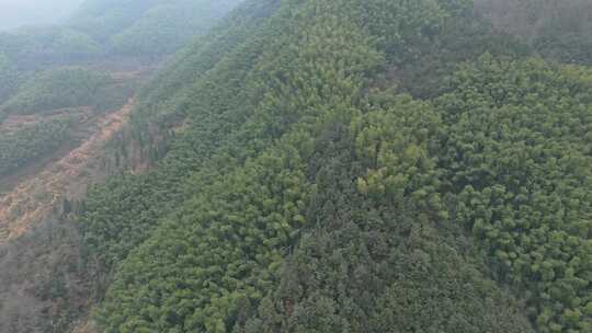 皖南山区大山中的葱郁的竹林景观