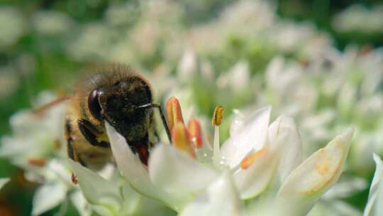 蜜蜂采蜜